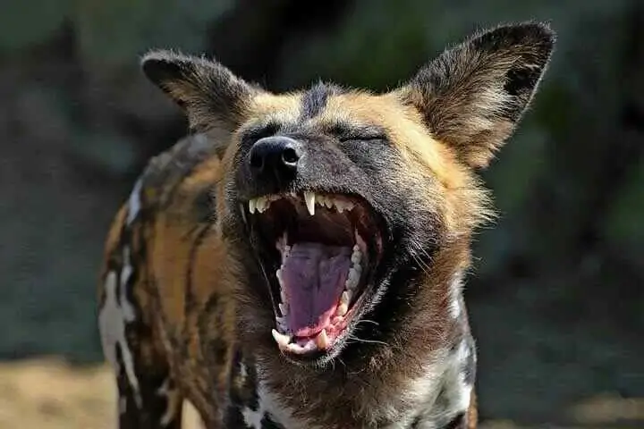 African Wild Dog Yawns